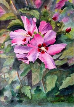 Lepota hitro mine-Hibiskus, (Akvarel - 34x24)  Silvo Zdovc